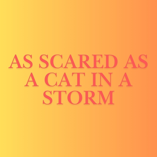 As scared as a cat in a storm