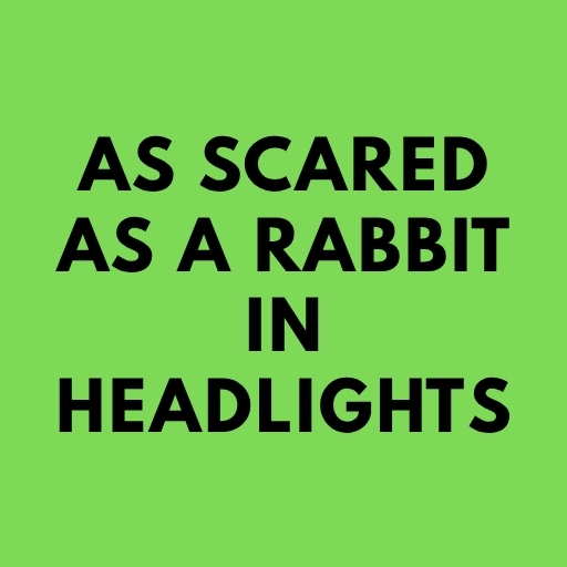 As scared as a rabbit in headlights