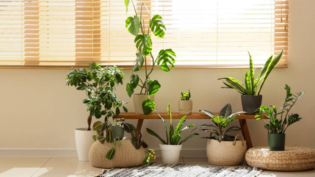 Use Indoor Plants